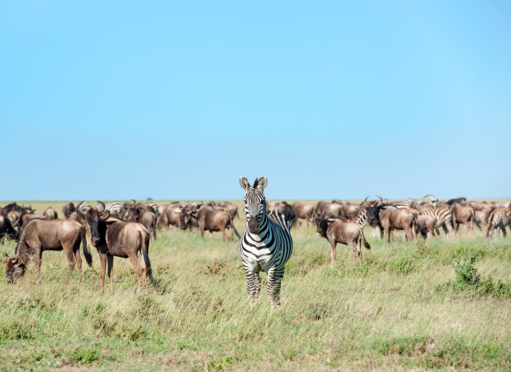 Tanzania - Serengeti - Plains 5 migration gathering